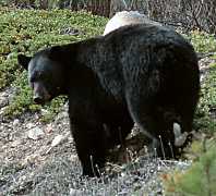 Black Bear